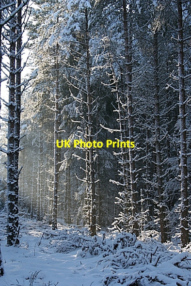 Photo 6"x4" Woods of Knockmore Mulben c2007 P1