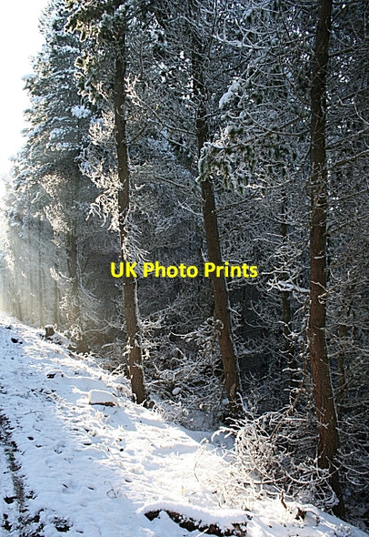 Photo 6"x4" Sunlight and Snow Mulben c2007