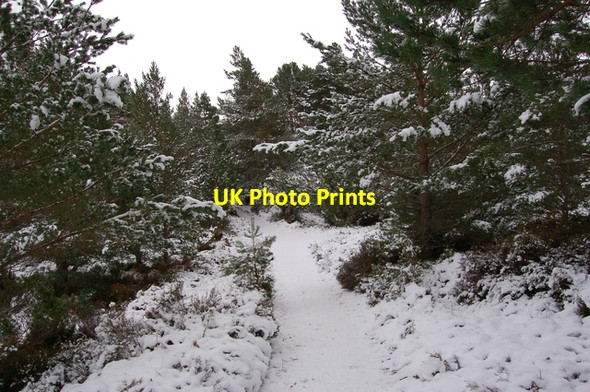 Photo 6"x4" Path at Loch an Eilein Doune\/NH8809 c2007