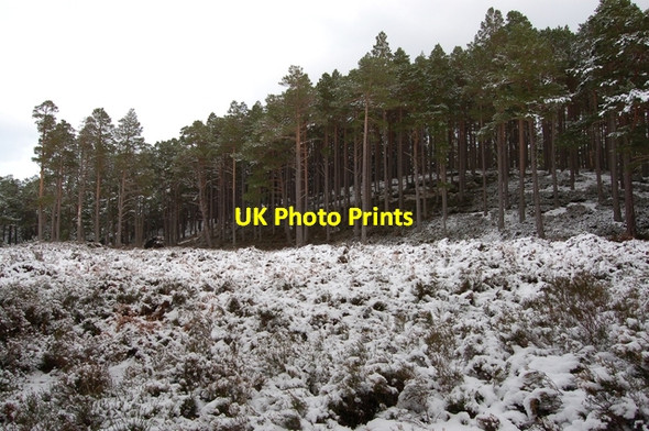 Photo 6"x4" Edge of the forest Coylumbridge c2007