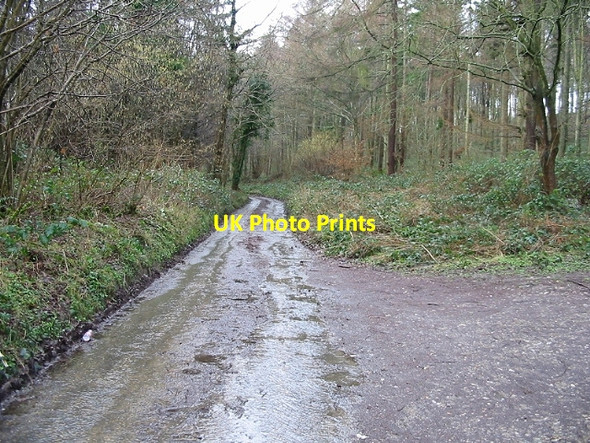 Photo 6"x4" Road through Covert Wood Bladbean c2007