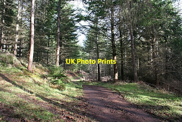 Photo 6"x4" Monaughty Wood Torrieston c2007