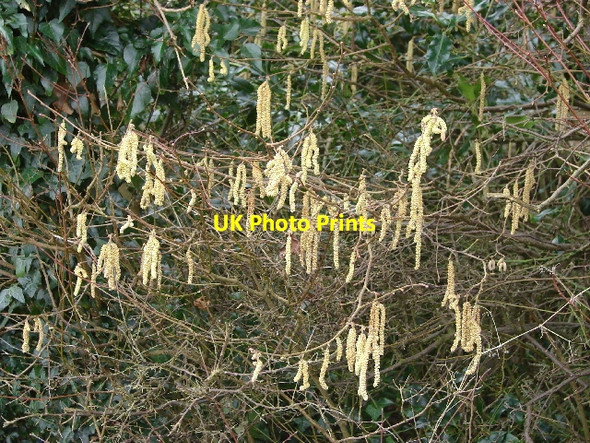 Photo 6"x4" Hazel catkins Beckley\/SP5610 c2007