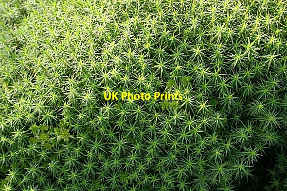Photo 6"x4" Common Haircap Moss (Polytrichum commune) Berryhillock\/NJ5060 c2007