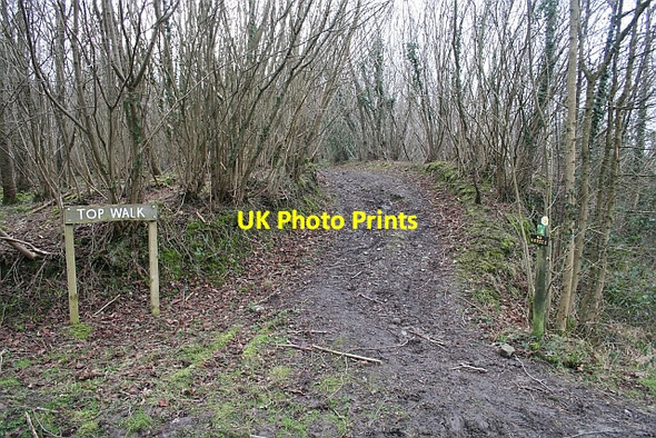 Photo 6"x4" The Top Walk Footpath, Frith Wood Loxter c2007