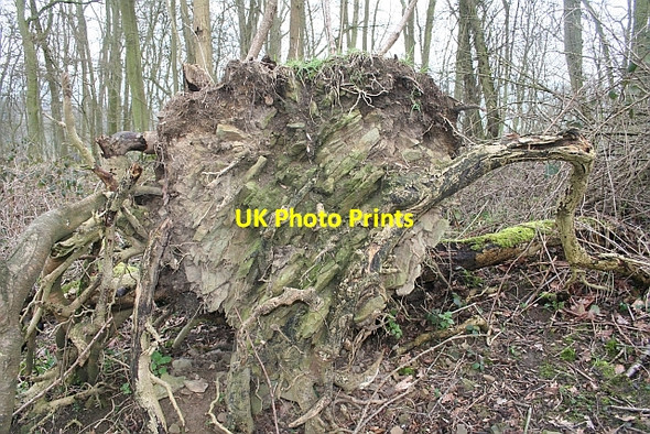 Photo 6"x4" Geology of Frith Wood Exposed Loxter c2007