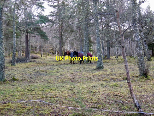 Photo 6"x4" Drumsmittal Wood Drumsmittal c2007