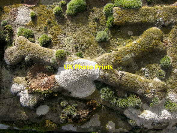 Photo 6"x4" Bones and lichens; Kinneff kirkyard Kinneff c2007