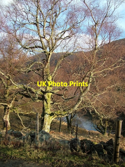 Photo 6"x4" Tree above Loch Doine Loch Doine c2007