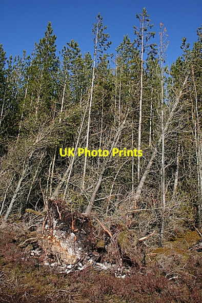 Photo 6"x4" Hill of Maud Drybridge\/NJ4362 c2007 P1