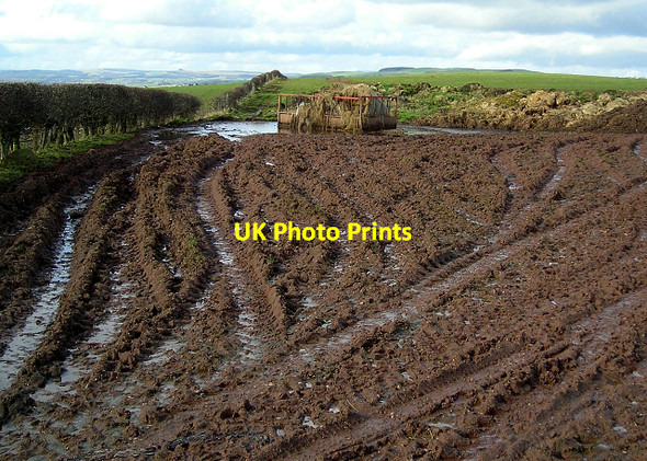 Photo 6"x4" Inaccessible Animal Feed Collin c2007