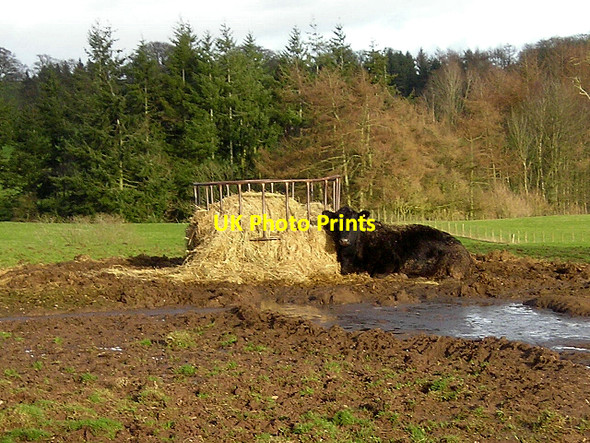 Photo 6"x4" Cattle Feeding Area Auchencairn\/NX9784 c2007