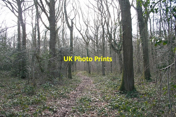 Photo 6"x4" Track through Hall Wood Hallwood Green c2007