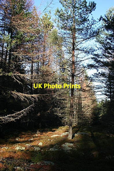 Photo 6"x4" Teindland Forest Inchberry\/NJ3155 c2007