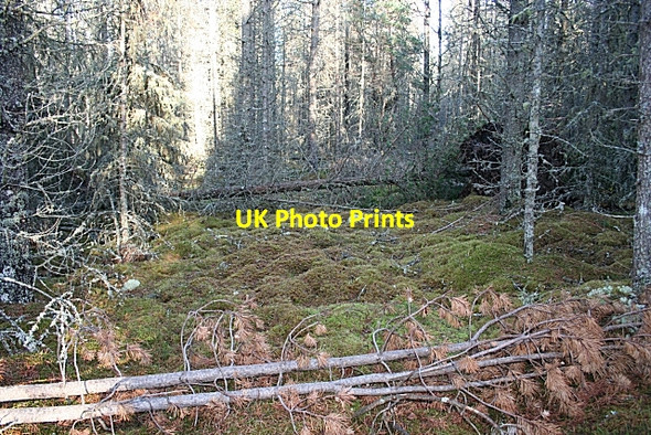 Photo 6"x4" Teindland Forest Inchberry\/NJ3155 c2007 P1