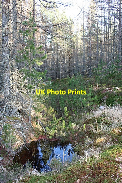 Photo 6"x4" Teindland Forest Inchberry\/NJ3155 c2007 P2