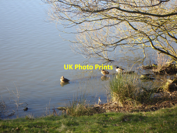 Photo 6"x4" Ducks in Millers Pond Astwith c2007