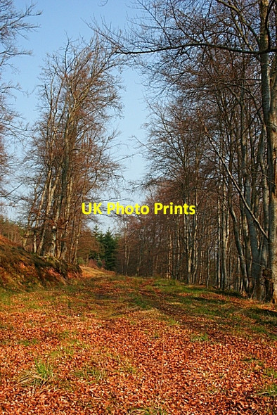 Photo 6"x4" Wood of Sourden Rothes c2007