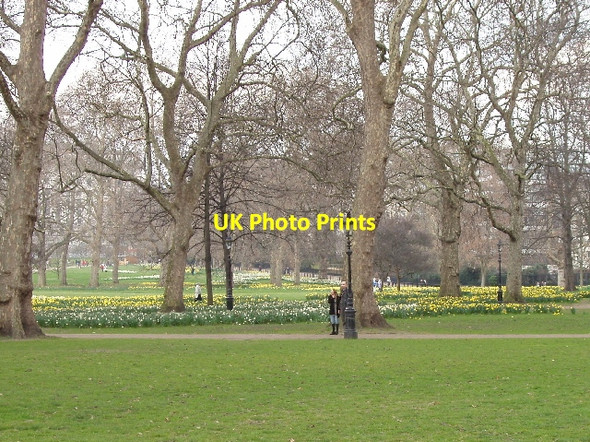 Photo 6"x4" Green Park with daffodils Westminster c2007