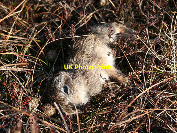Photo 6"x4" Dead Mountain Hare leveret, Margery Hill Margery Hill c2007