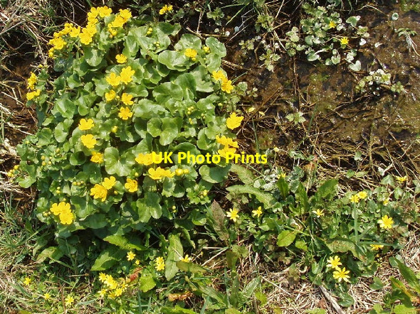 Photo 6"x4" Marsh marigolds and lesser celandine Ambrosden c2007
