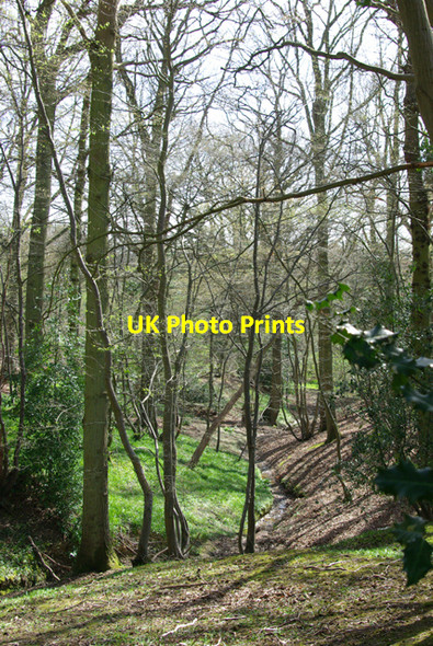 Photo 6"x4" Gill north of Tenterden Station Tenterden c2007