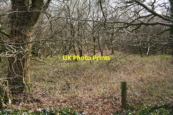 Photo 6"x4" East Anstey: woodland near Whiteford Cross Oldways End c2007