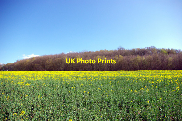 Photo 6"x4" Brickhurst Wood Hurst Green\/TQ7327 c2007
