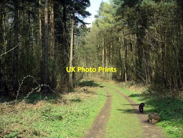 Photo 6"x4" West Wood track Broughton\/SE9608 c2007
