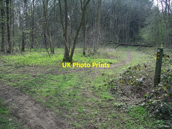 Photo 6"x4" Track with fallen tree Broughton\/SE9608 c2007