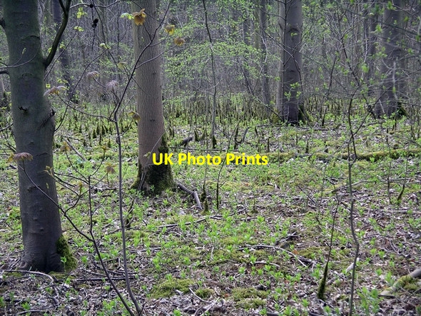 Photo 6"x4" Trees with moss Broughton\/SE9608 c2007