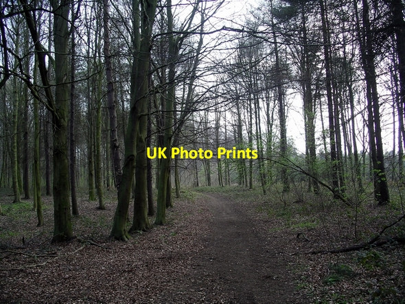 Photo 6"x4" Path through the trees Broughton\/SE9608 c2007