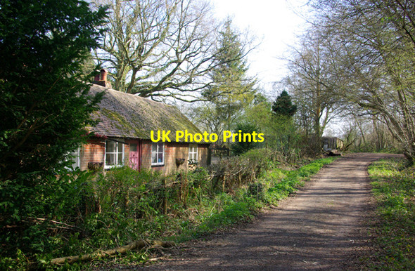 Photo 6"x4" Tigers Haven Heathfield\/TQ5821 c2007