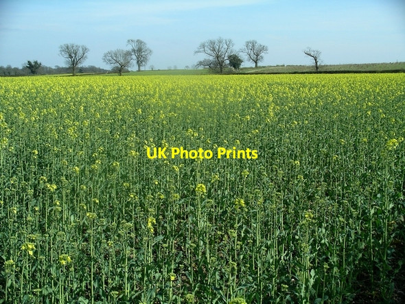 Photo 6"x4" Yellow field Ticknall c2007