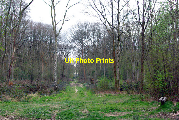 Photo 6"x4" Dering Wood The Quarter\/TQ8844 c2007