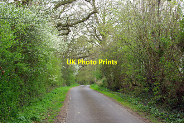 Photo 6"x4" Lewd Lane Biddenden Green c2007