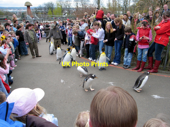 Photo 6"x4" The penguin parade, Edinburgh zoo. Murrayfield\/NT2173 c2007