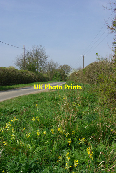 Photo 6"x4" Cowslips by the lane High Easter c2007