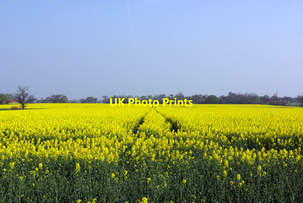 Photo 6"x4" Tracks in the rape Broomfield\/TL7010 c2007