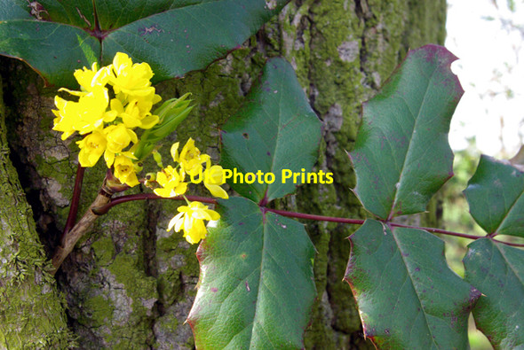 Photo 6"x4" Oregon Grape Blasford Hill c2007