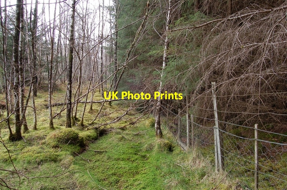 Photo 6"x4" Edge of Coille Bhl\u00c3\u00a0raidh Coille Bhl\u00e0raidh c2007
