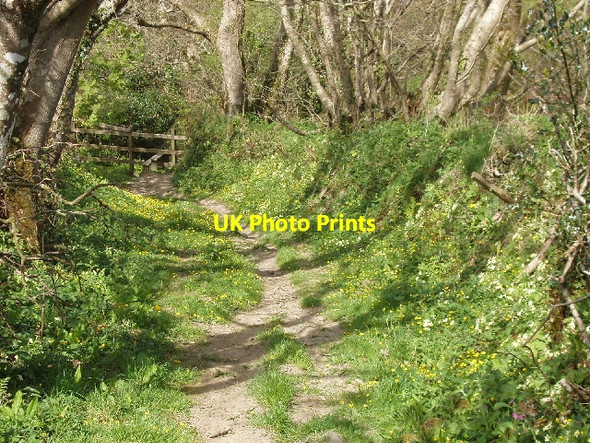 Photo 6"x4" Primrose path - into The Tidna Crosstown\/SS2015 c2007