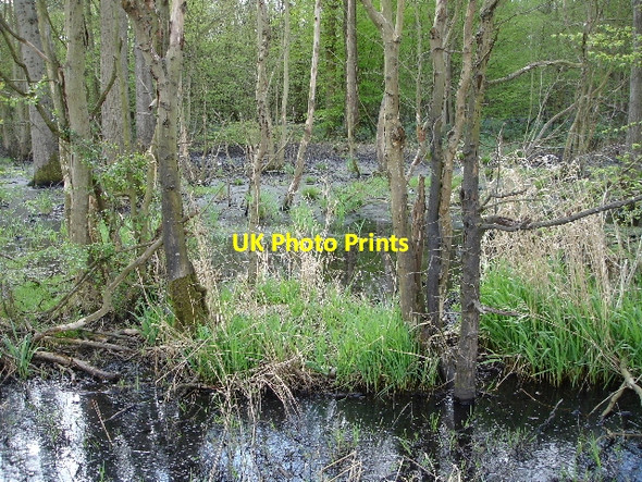 Photo 6"x4" Pollution in Dicker`s Wood Stone Cross\/TR0236 c2007