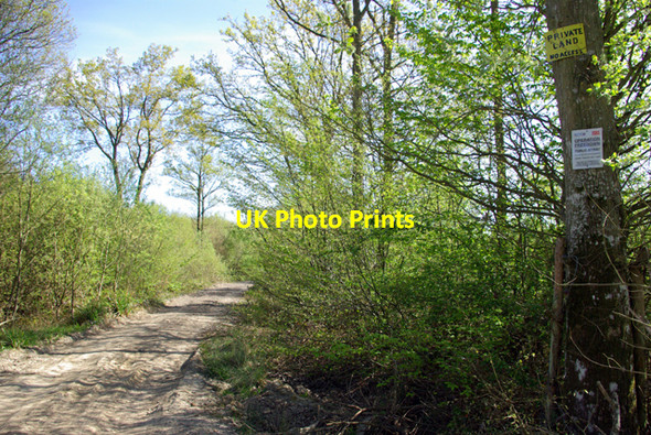 Photo 6"x4" Byway through the woods Shirkoak c2007