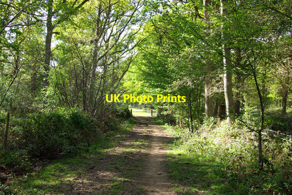 Photo 6"x4" Way through the woods Robhurst c2007