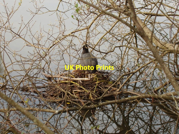 Photo 6"x4" Coot on nest, Stover Lake Teigngrace c2007