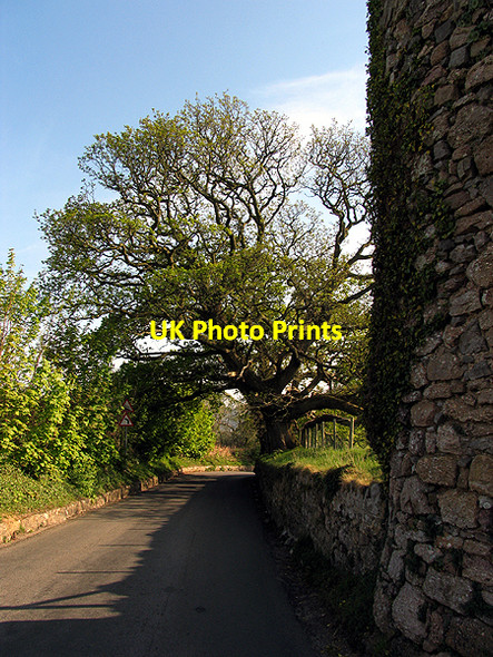 Photo 6"x4" Oak Tree at Lodge at Penrice Castle Penrice\/SS4987 c2007
