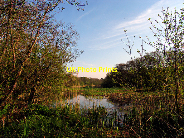 Photo 6"x4" Oxwich Marsh Penrice\/SS4987 c2007