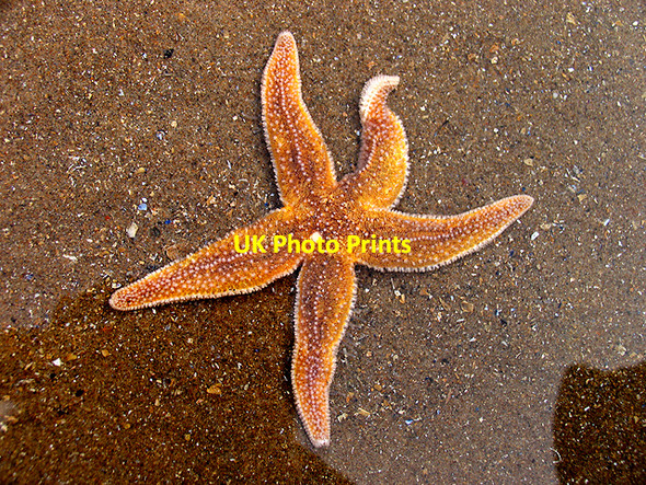 Photo 6"x4" Starfish: Caswell Bay Caswell\/SS5987 c2007