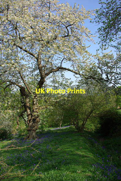 Photo 6"x4" Cherry blossom and bluebells Leigh Green c2007